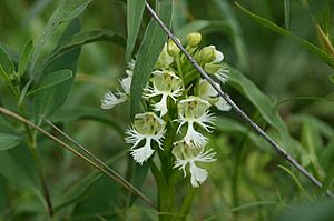 Platanthera praeclara nps.jpg