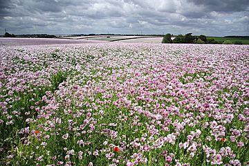 Poppy Fields - geograph.org.uk - 1361923