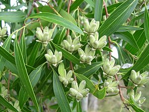 Quillaja brasiliensis 0601 007