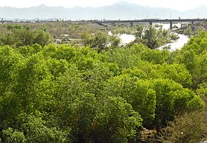 RioSalado-after-winter-rains