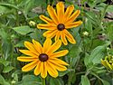 Rudbeckia hirta Indian Summer.JPG