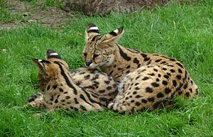 Servals Thoiry 19801