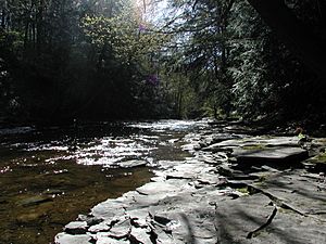 Six Mile Creek Hemlock