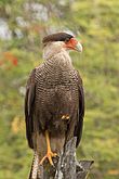 Southern crested caracara (Caracara plancus)