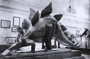 Stegosaurus stenops model Smithsonian