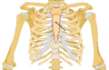 Sternum location