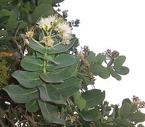 Syzygium cordatum flower.jpg