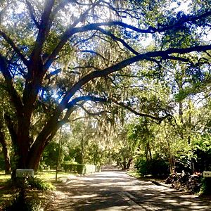 Temple Terrace canopy