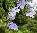 Thunbergia laurifolia (Blue Trumpet wine) W IMG 1973