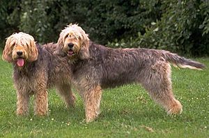 Two otterhounds