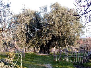 Ulivone di Canneto Sabino