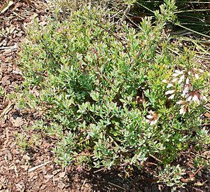 Vaccinium darrowii.jpg