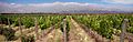 Vignoble Mendoza Argentine