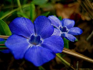 Vinca Periwinkle1