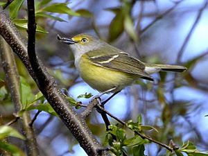 Vireo griseus - White-eyed Vireo