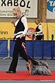 Yorkshire terrier at show