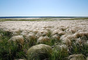 Філія ЛПЗ НАНУ "Стрільцівський степ" Stipa tirsa (ЧКУ)