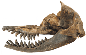 Acrophyseter deinodon skull flipped