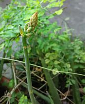 Aloe Vera Buds