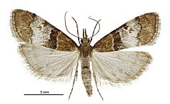 Antiscopa acompa female.jpg