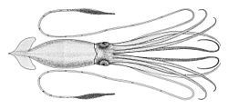 Architeuthis dux Verrill 1882.jpg