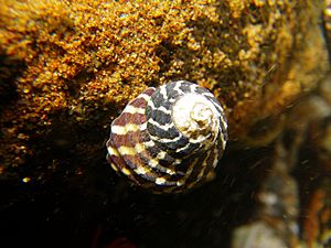 Austrocochlea porcata wide striped.jpg