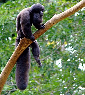 Bearded saki (Chiropotes sp)-8b.jpg