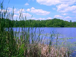 Benton Lake Manistee Forest