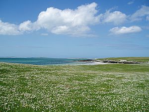 Berneray Machair (hazelisles)