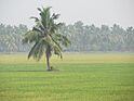 Bhimavaram Paddy Fields.JPG