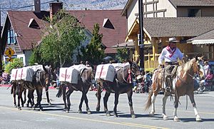 Bishop Mule Days 2