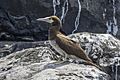 Brown booby (Sula leucogaster leucogaster) juvenile Principe