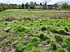 Bulwick Meadows