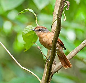 CANELEIRO (Pachyramphus castaneus).jpg