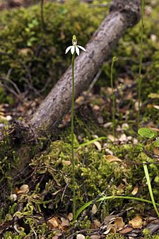 Caladenia chlorostyla LC277