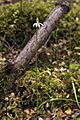 Caladenia chlorostyla LC277