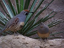 Callipepla gambelii -Indianapolis Zoo-8a