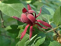 Calycanthus floridus kz01