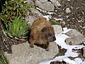 Cape Hyrax Mt Kenya 1