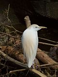 Cattle Egret Retracted Neck.jpg