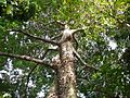 Ceiba pentandra 0008.jpg