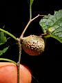 Celtis laevigata fruit