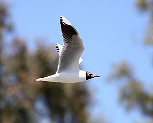 Chroicocephalus maculipennis -Argentina-8