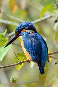 Common Kingfisher in sunlight