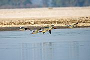 Common merganser (Mergus merganser) 2024 (2)