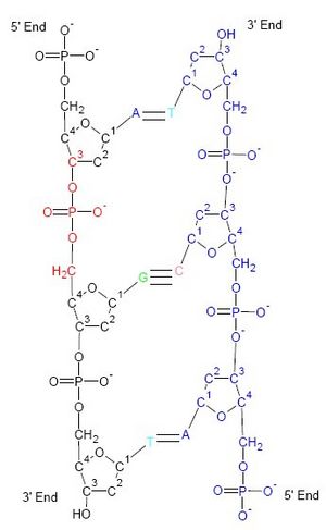 DNA Structure