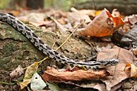 Eastern milksnake (seen in Ohio)