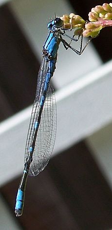 Enallagma carunculatum-Male-1