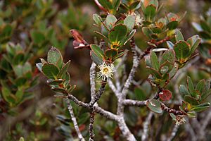 Eucalyptus vernicosa.jpg