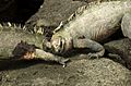 Fighting Marine Iguanas (6519185111)